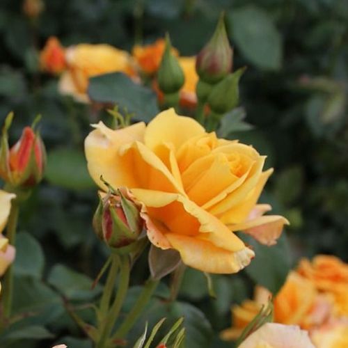 Vendita, rose Rosa Lusatia ® - rosa non profumata - Rose per aiuole (Polyanthe – Floribunde) - Rosa ad alberello - giallo - W. Kordes & Sons0 - 0